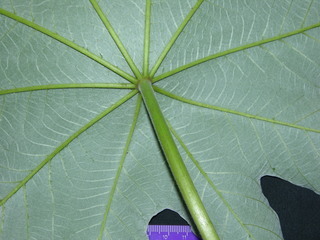 Cecropia obtusifolia, leaf bottom stem