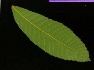 Cupania rufescens, leaf bottom