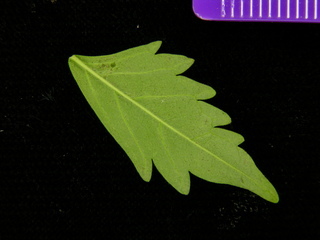 Jacaranda copaia, leaf bottom