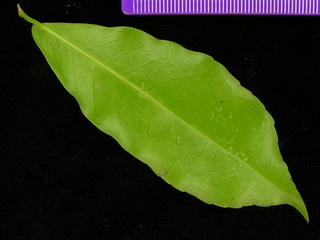 Laetia thamnia, leaf bottom