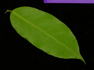 Machaerium kegelii, leaf bottom