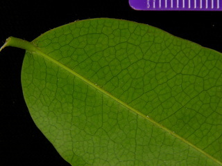 Machaerium kegelii, leaf bottom stem