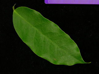 Machaerium kegelii, leaf top