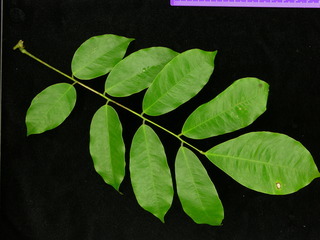 Machaerium kegelii, leaves