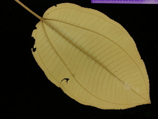 Miconia argentea, leaf bottom