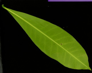 Prestonia sp DL BC74, leaf bottom