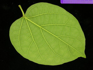 Stizophyllum riparium, leaf bottom