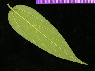 Trema micrantha, leaf bottom