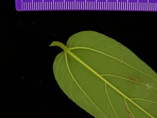 Trema micrantha, leaf bottom stem