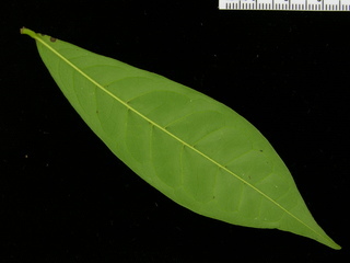 Annona acuminata, leaf bottom