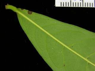 Annona acuminata, leaf bottom stem