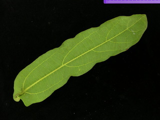 Aristolochia tonduzii, leaf bottom