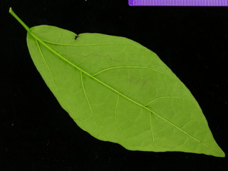 Arrabidaea patellifera, leaf bottom