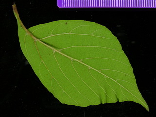 Cissus erosa, leaf bottom