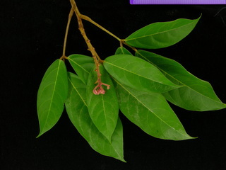 Connarus panamensis, flower buds and leaves