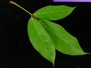Connarus panamensis, leaf