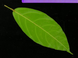 Connarus panamensis, leaf bottom