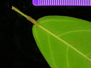 Connarus panamensis, leaf bottom stem