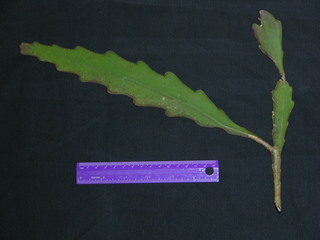 Epiphyllum phyllanthus, leaves
