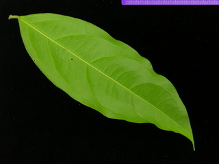 Hylenaea praecelsa, leaf bottom