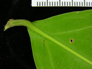 Hylenaea praecelsa, leaf bottom stem