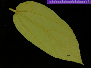 Luehea seemannii, leaf bottom
