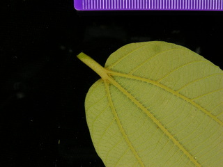 Luehea seemannii, leaf bottom stem