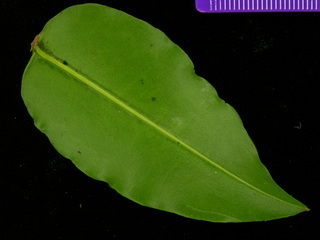 Mouriri myrtilloides, leaf bottom