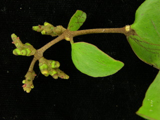 Oryctanthus alveolatus, buds