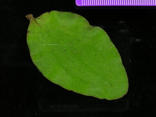 Oryctanthus alveolatus, leaf bottom