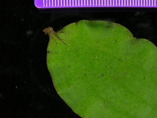 Oryctanthus alveolatus, leaf bottom stem