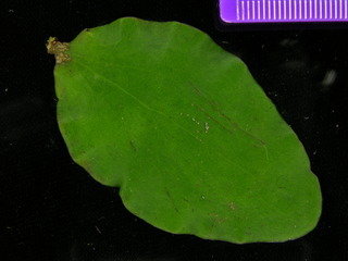 Oryctanthus alveolatus, leaf top