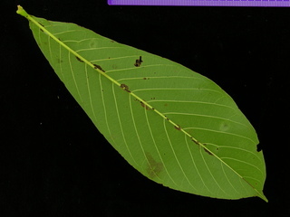 Pseudobombax septenatum, leaf bottom