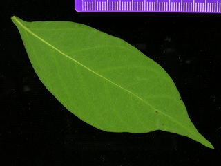 Serjania atrolineata, leaf bottom