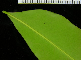 Simarouba amara, leaf bottom stem