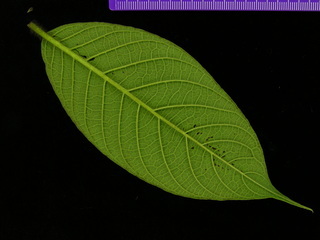 Tournefortia cuspidata, leaf bottom