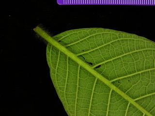 Tournefortia cuspidata, leaf bottom stem
