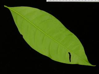 Trichilia tuberculata, leaf bottom