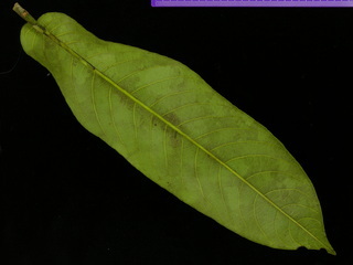 Zuelania guidonia, leaf bottom