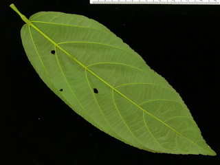 Apeiba membranacea, leaf bottom