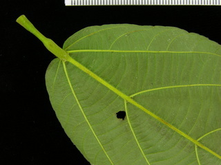 Apeiba membranacea, leaf bottom stem