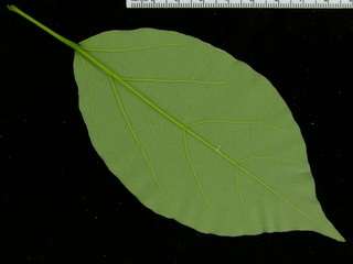 Arrabidaea candicans, leaf bottom