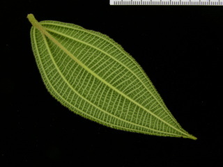 Conostegia speciosa, leaf bottom