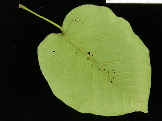 Croton billbergianus, leaf bottom