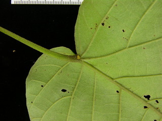 Croton billbergianus, leaf bottom stem