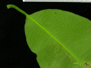Garcinia madruno, leaf bottom stem