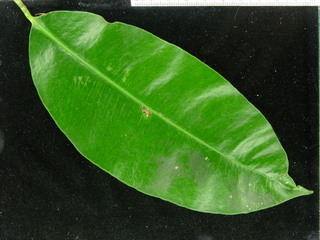 Garcinia madruno, leaf top