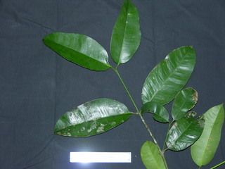 Garcinia madruno, leaves