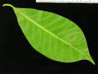 Heisteria acuminata, leaf bottom