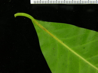 Heisteria acuminata, leaf bottom stem